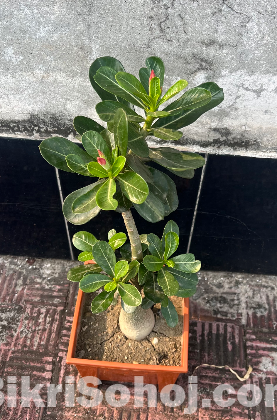 Adenium
